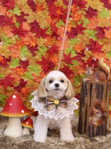 20241120みるくちゃん